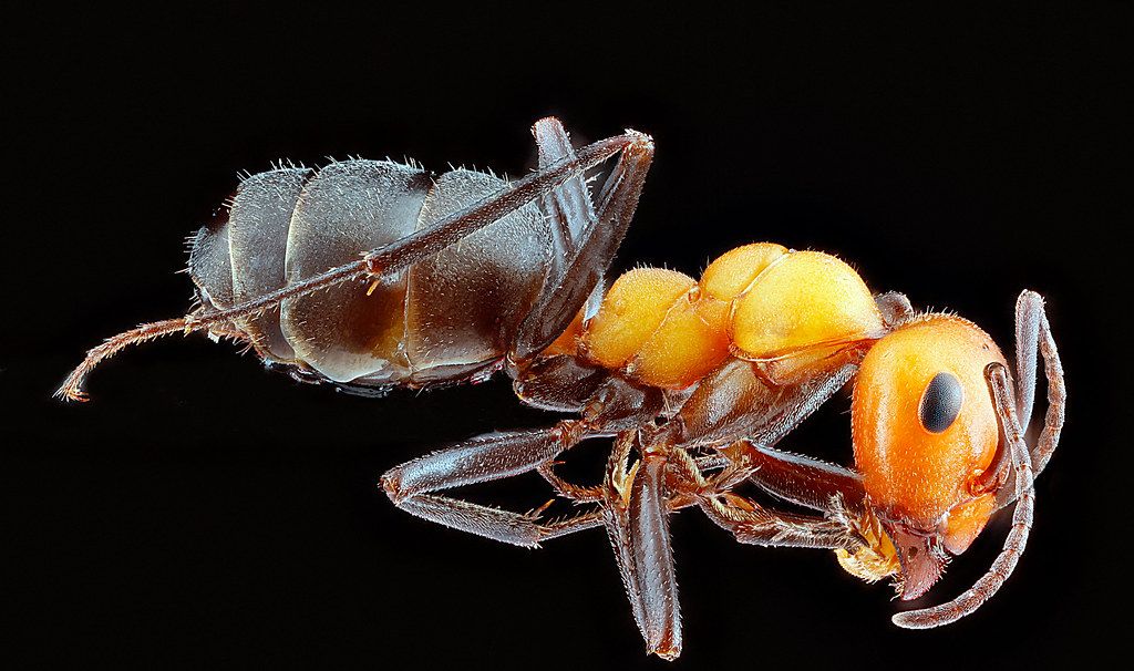 Ant Control service in Visalia, CA