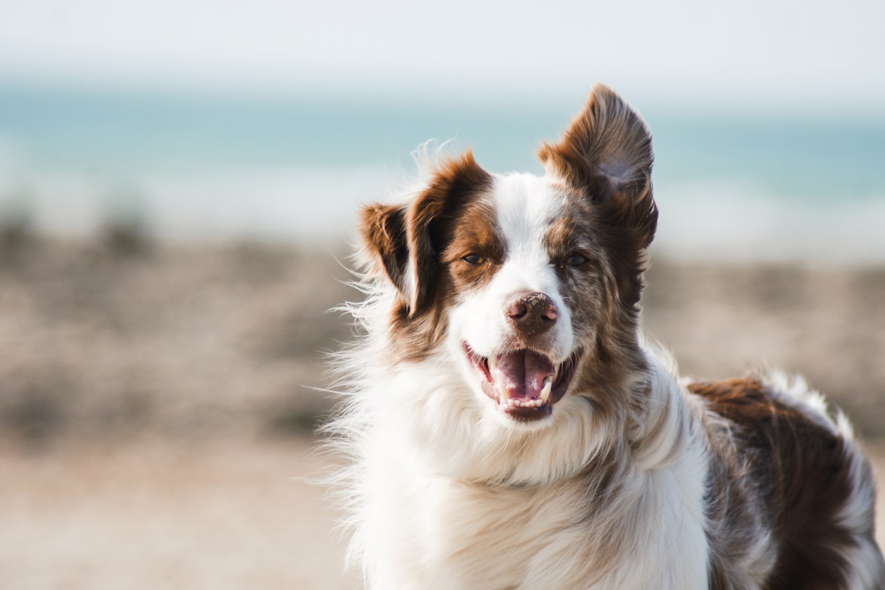 Flea & Tick Control service in Visalia, CA