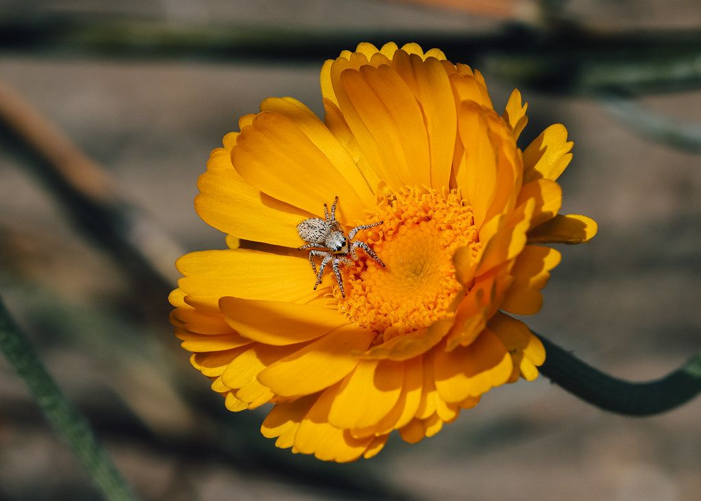 Spider Control service in Visalia, CA
